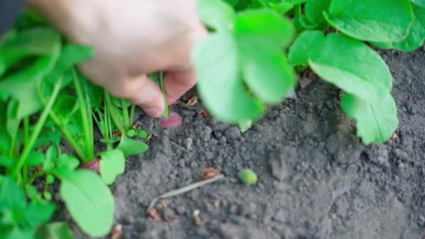 Time Lapse Pulling Red Radish Soil Garden Bed Hand Pulls — Video Stock