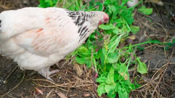 Белая Курица Клюет Органические Зеленые Отходы Компостной Куче Высококачественные Fullhd — стоковое видео