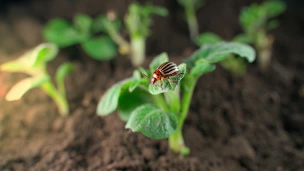 Colorado Potato Beetle Crawls Leaf Young Green Potato Sprout Close — Vídeos de Stock