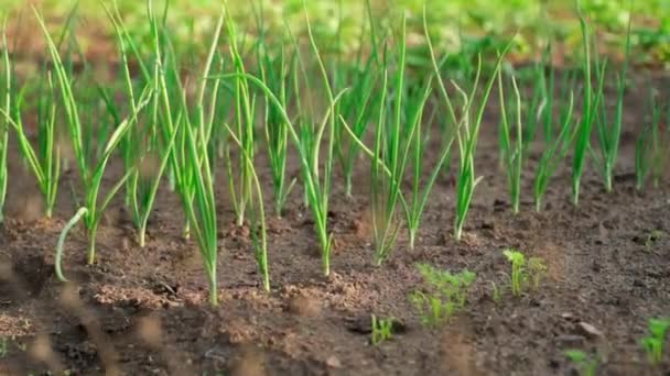 Beautiful Well Groomed Garden Bed Growing Onions Camera Movement Neat — Wideo stockowe