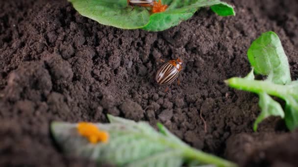 Lots Green Potato Leaves Lie Soil Colorado Potato Beetle Oviposition — Vídeos de Stock