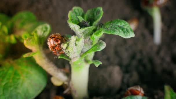 Large Colorado Potato Beetle Eating Potato Bush Close High Quality — Vídeos de Stock