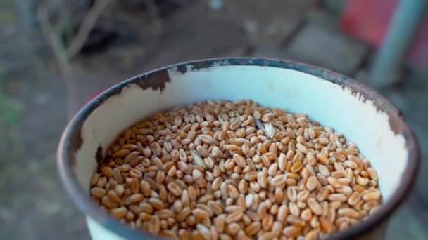 Iron Container Full Wheat Carried Chickens Rooster Close Slow Motion — Stock Video