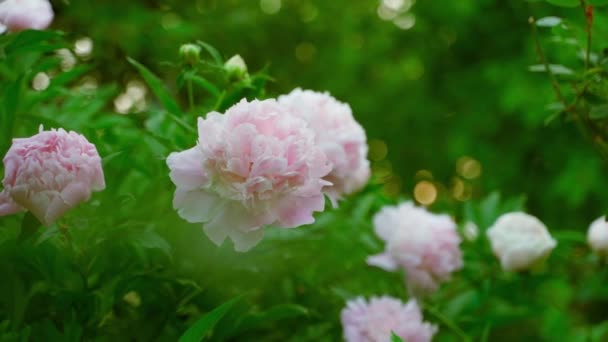 Lush Pink Peonies Bloom Close Blurred Background Smooth Camera Movement — Stockvideo
