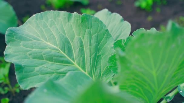 Beautiful Lush Green Leaves Growing White Cabbage Close Smooth Camera — Stock Video