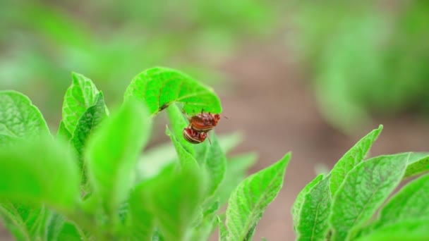 Colorado Potato Beetles Mate Back Potato Leaf Close Blurred Background — 图库视频影像