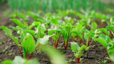 Vegetable garden bed with growing red beets close-up and blurred background. Smooth camera movement. Soft morning light. High quality FullHD footage