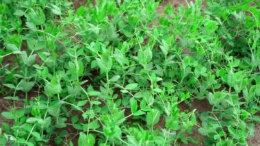 Smooth camera movement along a pea plantation. High quality FullHD footage