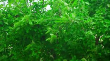 Tree with thick leaves during wind and storm. High quality 4k footage