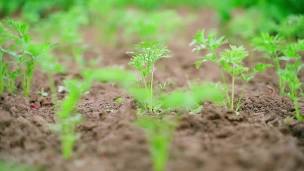 Young Juicy Green Leaves Growing Carrot Soil Close Blurred Background — Stockvideo