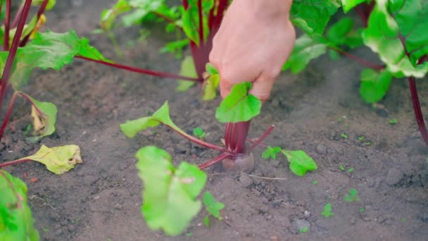 Hand Effort Pulls Small Red Beet Soil Close High Quality — Stock Video