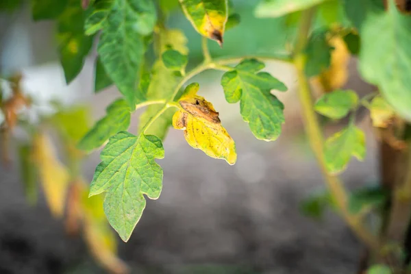 Leaves Growing Tomato Infected Phytophthora Close Withered Dry Leaves Vegetable — ストック写真