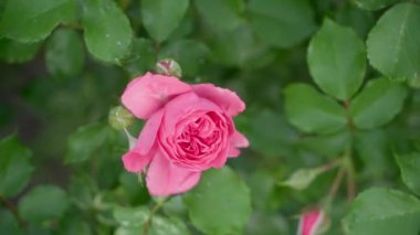 Beautiful lush rose of rich pink close-up on a blurred background. Smooth camera movement. High quality FullHD footage