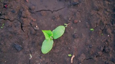 The first young cucumber sprout from the soil. Cucumber leaves in the morning sun. Smooth camera movement. High quality FullHD footage