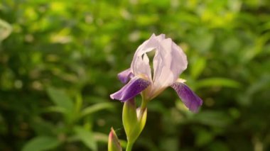 Very beautiful delicate iris flower of soft purple color close-up, blurred background. Smooth camera movement. High quality FullHD footage