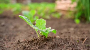 A young seedling of white cabbage grows in the soil in a garden bed close-up on a blurred background. Soft morning dawn lighting. Smooth camera movement, parallax. High quality FullHD footage
