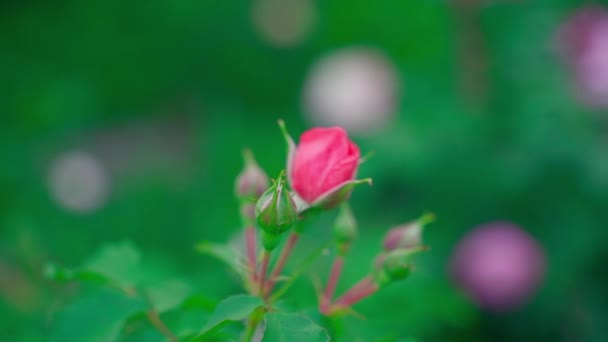 Unopened Bud Pink Rose Close Blurred Background Smooth Parallax High — Stockvideo