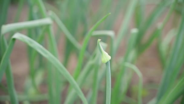 Arrow Onion Close Blurred Background Plantation Growing Onions Smooth Slow — Vídeo de stock