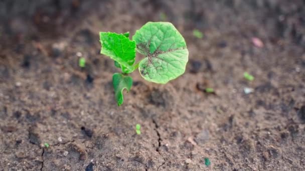 First Young Cucumber Sprout Soil Cucumber Leaves Morning Sun Smooth — Vídeo de stock