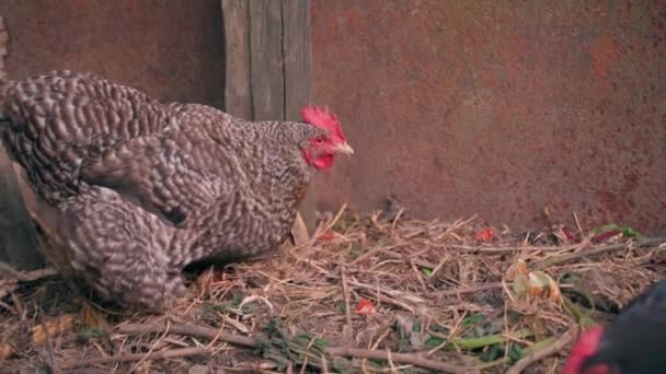 Domestic Chicken Pockmarked Color Rummages Compost Heap High Quality Fullhd — Stock Video