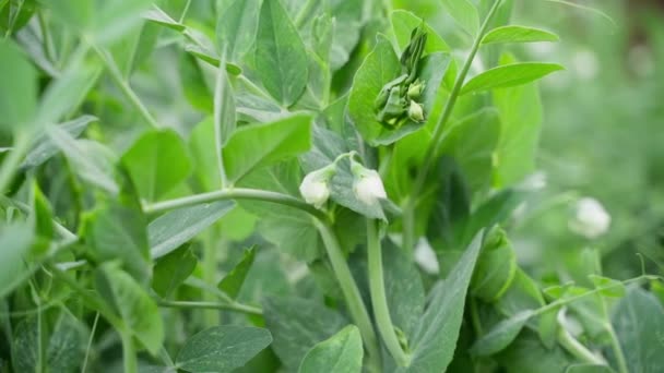 White Flowers Flowering Pea Close Blurred Background Smooth Parallax Camera — Stockvideo