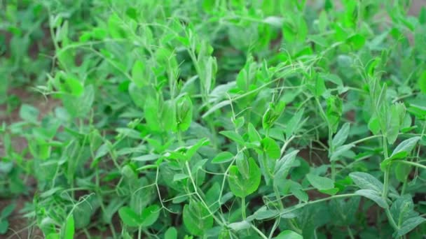 Smooth Camera Movement Pea Plantation High Quality Fullhd Footage — Stock Video