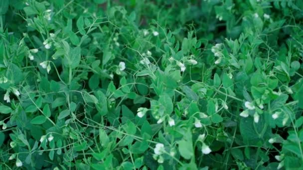 Smooth Camera Movement Pea Plantation High Quality Fullhd Footage — Stockvideo