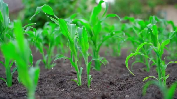 Plantation Growing Green Corn Plants Water Drops Close High Quality — Stockvideo