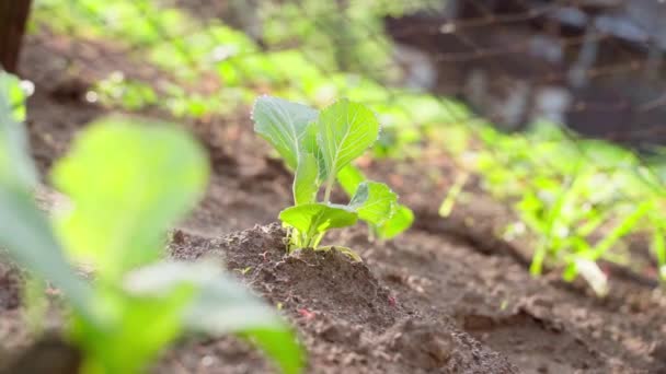 Young Beautiful Seedling White Cabbage Sun Grows Soil Garden Bed — Vídeos de Stock