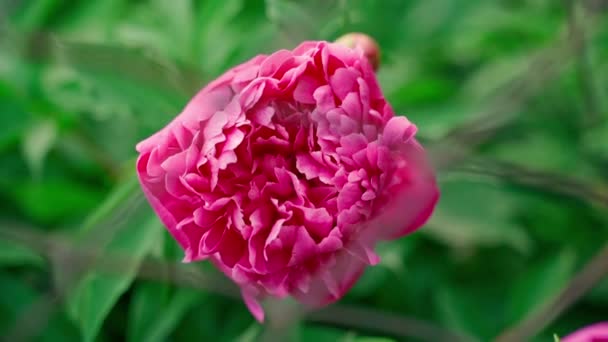 Lush Pink Peonies Bloom Close Blurred Background Smooth Camera Movement — Stockvideo