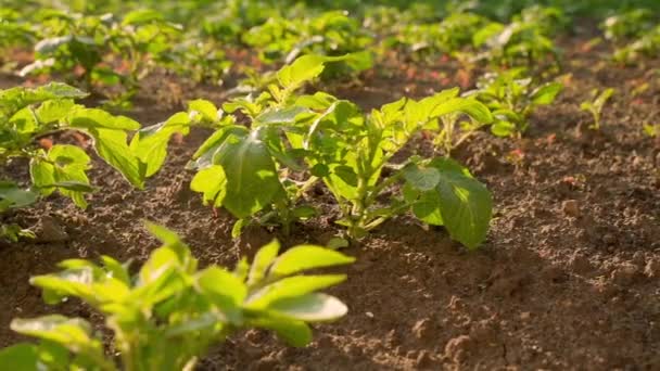 Plantation Growing Young Potatoes Early Morning Warm Dawn Rays Sun — Stock video