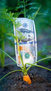 Close-up of a young carrot growing in the soil in a garden bed against the backdrop of a hundred dollar bill. Money and farming, vertical photo
