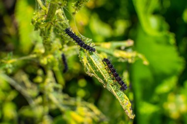 Black caterpillar of a peacock butterfly on a nettle close-up. A black caterpillar with spikes and white dots eats the leaves of the stinging nettle