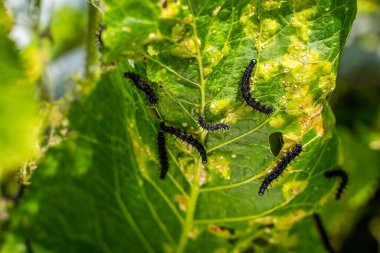 A lot of black caterpillars of the peacock butterfly on nettles close-up,blurred background. A black caterpillar with spikes and white dots eats the leaves of the stinging nettle