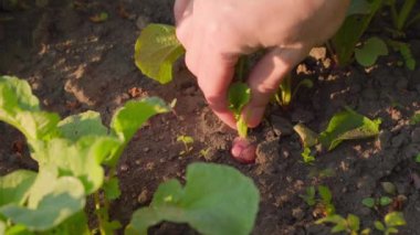 Harvesting red radishes in the sun close-up. A hand pulls a rich red root crop from the soil of the bed. High quality FullHD footage