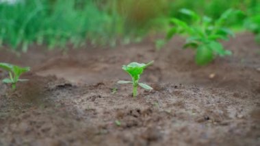 A young cucumber seedling grows in the soil in a garden bed, behind a mesh fence. High quality FullHD footage