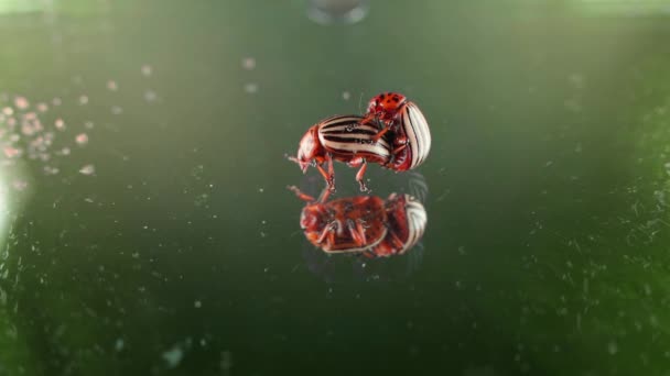 Mating Two Adult Colorado Potato Beetles Close Mirror Surface High — Stock Video