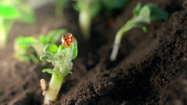 Striped Beetle Crawls Eats Young Bushes Growing Potatoes Close High — Video