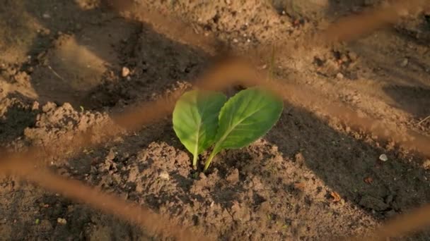 Young Seedling White Cabbage Grows Soil Garden Bed Early Morning — Stockvideo