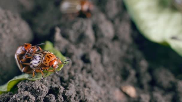 Mating Colorado Potato Beetles Close Background Oviposition High Quality Footage — Vídeo de stock