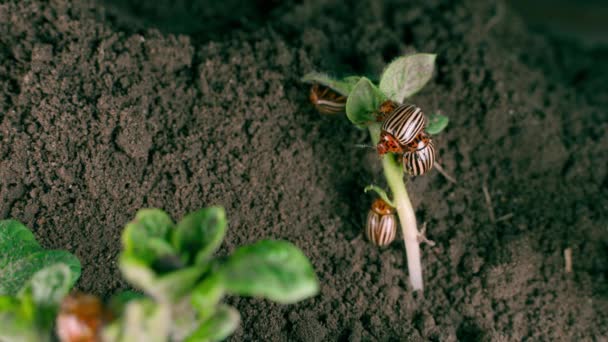 Lot Colorado Potato Beetles Young Potato Plants Close Invasion Crop — Vídeo de stock