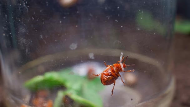 Adult Colorado Potato Beetle Climbs Wall Glass Jar Trapped Crop — 图库视频影像