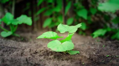 Bed with growing seedlings of zucchini close-up. Smooth camera movement.Green leaves of a young plant squash. High quality FullHD footage