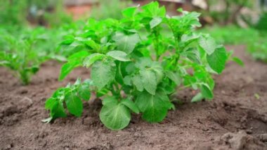 A green bush of a growing potato in a garden bed grows in the soil close-up. Smooth camera movement. High quality FullHD footage