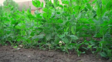 Smooth camera movement along a pea plantation. High quality FullHD footage