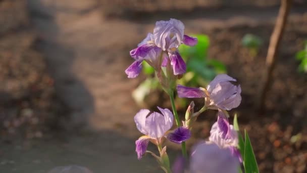 Πολύ Όμορφη Λεπτή Ίριδα Λουλούδι Μαλακό Πορφυρό Χρώμα Γκρο Πλαν — Αρχείο Βίντεο