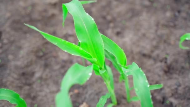 Close Young Green Corn Plants Water Drops Close Blurred Background — Vídeo de stock