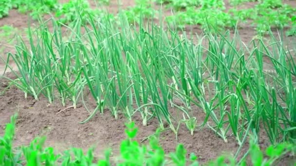Beautiful Well Groomed Garden Bed Growing Onions Camera Movement Neat — Stok video