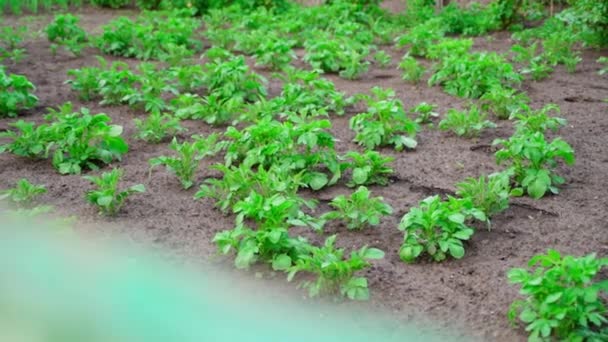 Green Bush Growing Potato Garden Bed Grows Soil Close Smooth — Stock video