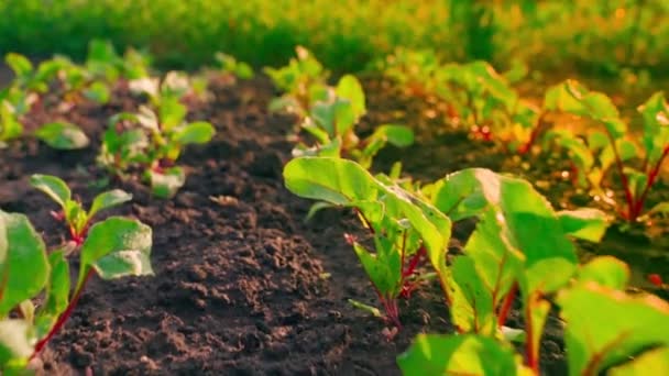 Garden Bed Growing Young Red Beets Warm Rays Rising Sun — Stok video